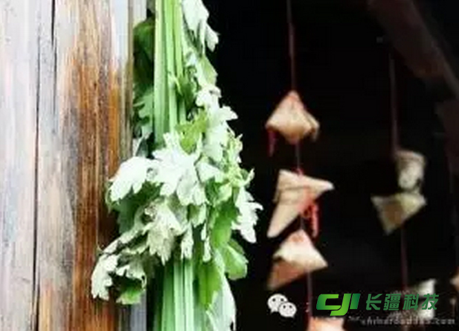 端午艾草 端午艾草
